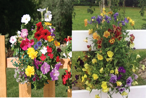 Sun Loving Butterfly & Pansy