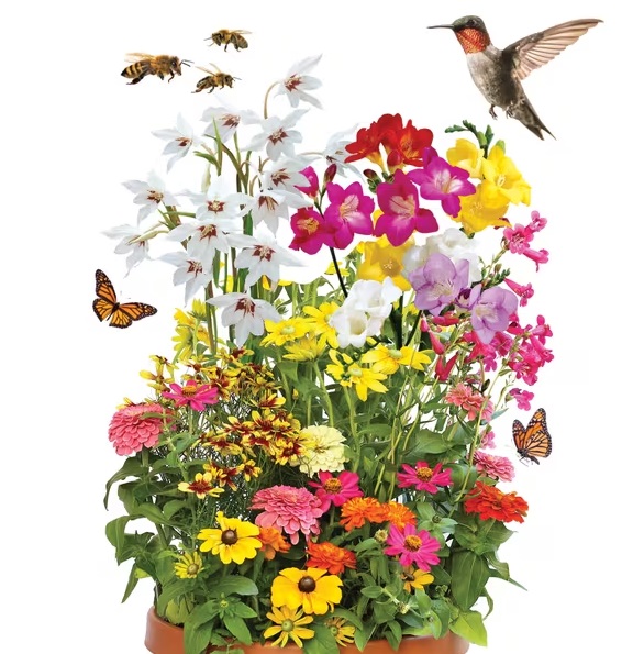 #0048 Hummingbird and Butterfly Garden 1 Jumbo Packet