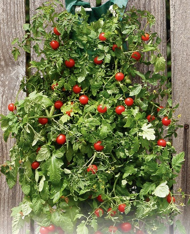 #0058 Hanging Cherry Tomato Kit